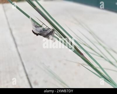 Large Tolype Moth (Tolype velleda) Insecta Foto Stock