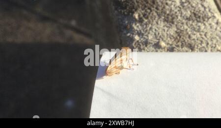 Alder Spittlebug (Aphrophora alni) Insecta Foto Stock