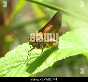 Dion Skipper (Euphyes dion) Insecta Foto Stock