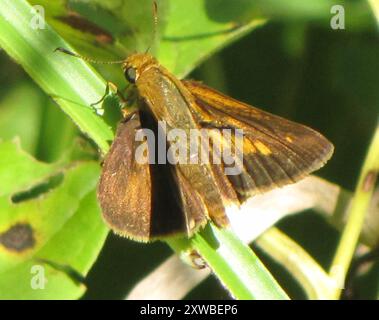 Dion Skipper (Euphyes dion) Insecta Foto Stock