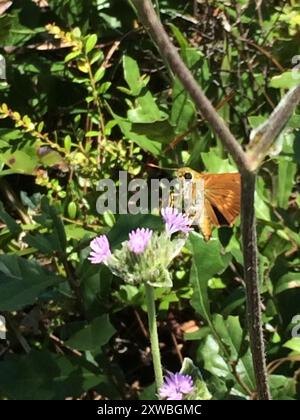 Southern Broken Dash (Polites otho) Insecta Foto Stock