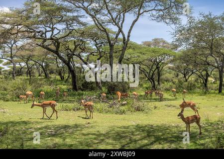 Impala, woodland, Ndutu Plains, Serengeti National Park, Tanzania Foto Stock