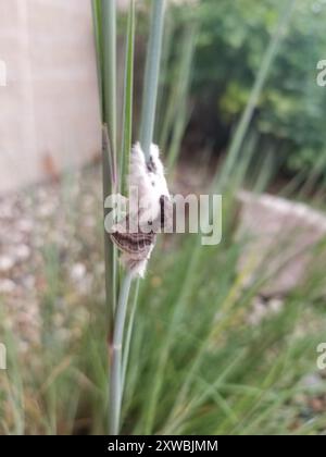 Large Tolype Moth (Tolype velleda) Insecta Foto Stock