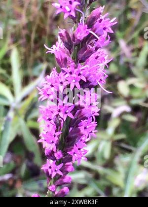 Stella a foglia di circolo (Liatris laevigata) Plantae Foto Stock