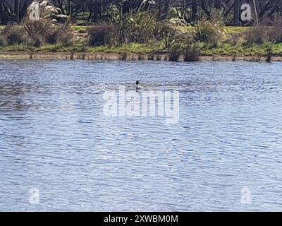 Grebe crestato Australasiano (Podiceps cristatus australis) Aves Foto Stock