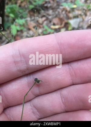 Cannuccia di liquirizia (Galium circaezans) Plantae Foto Stock