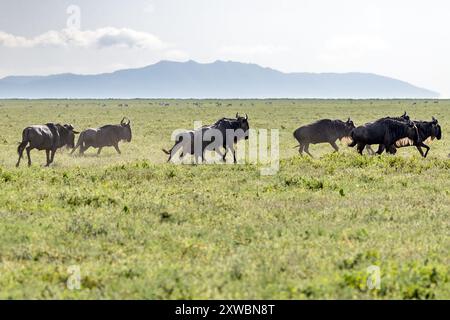 Running White-Bearded Wildebeest, Central Serengeti Plains, Tanzania Foto Stock