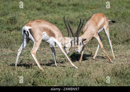 Grant's Gazelle, mandria di scapoli, finta lotta, Central Serengeti Plains, Tanzania Foto Stock