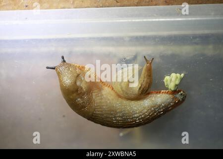 Keelback Slugs (Limacidae) Mollusca Foto Stock