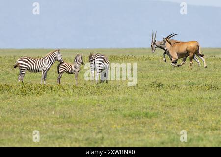 Common Eland, Central Serengeti Plains, Tanzania Foto Stock