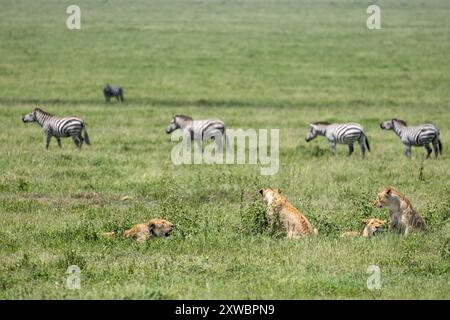 Le leonesse riposano osservate da un branco di zebre di Grant, Plains Zebra, Equus quagga boehmi, Central Serengeti Plains, Tanzania Foto Stock