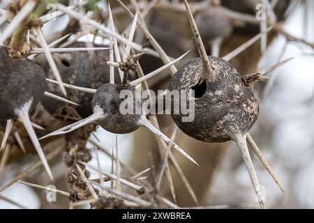 Fischiare Acacia, Pianure del Serengeti centrale, Tanzania Foto Stock