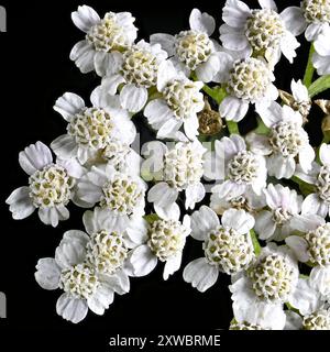 Scatto in studio (immagine impilata) di fiori di carota selvatica (carota Daucus) su sfondo nero Foto Stock