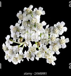 Scatto in studio (immagine impilata) di fiori di carota selvatica (carota Daucus) su sfondo nero Foto Stock
