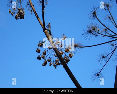 angelica (Angelica atropurpurea) Plantae con stelo viola Foto Stock