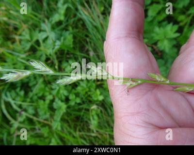 Ryegrass perenne (Lolium perenne) Plantae Foto Stock