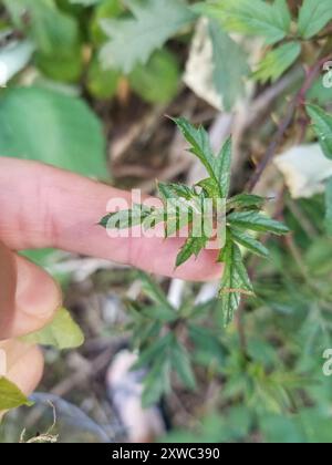 Cutleaf BlackBerry (Rubus laciniatus) Plantae Foto Stock