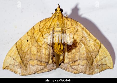 Greater Grapevine Looper Moth (Eulithis gracilineata) Insecta Foto Stock