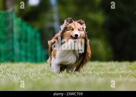 Shetland Sheepdog Sheltie Dog Running Lure Course Dog sport Foto Stock