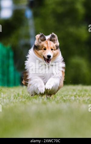 Shetland Sheepdog Sheltie Dog Running Lure Course Dog sport Foto Stock