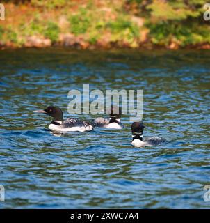 Gruppo di tre uccelli loon che galleggiano sul lago in Canada insieme. Foto Stock