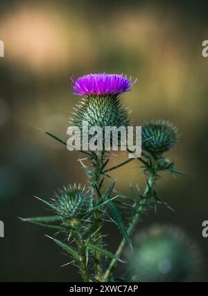 Primo piano della fioritura comune del cardo in estate. Foto Stock