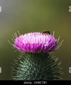 Primo piano di insetti in cima alla fioritura della pianta del cardo in estate. Foto Stock