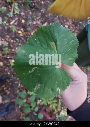 Kashubian Buttercups (Ranunculus cassubicus) Plantae Foto Stock