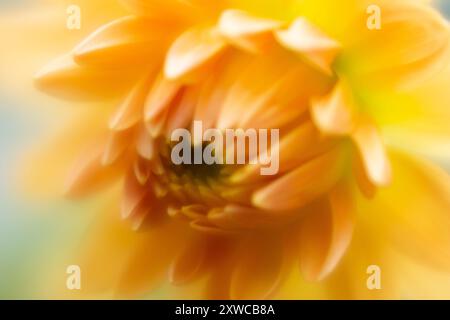 Dahlia da vicino, un fiore morbido e soffice Foto Stock