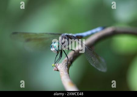 Primo piano di Dragonfly verde e blu su una diramazione con sfondo disattivato Foto Stock