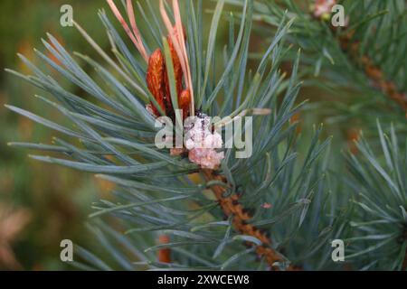 Pine Resin-Gall Moth (Retinia resinella) Insecta Foto Stock