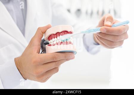 Medico che mostra come spazzola denti utilizzando il modello di ganascia Foto Stock