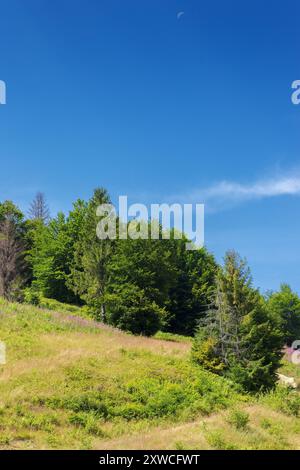 colline boscose e prati erbosi in montagna. paesaggio di campagna in un giorno d'estate soleggiato. sentiero in pendenza Foto Stock