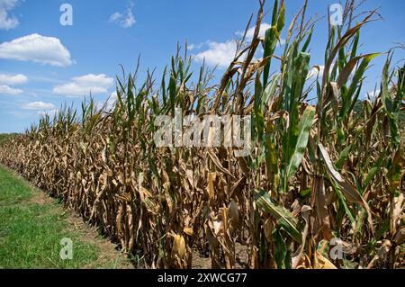 File di mais a fine estate dopo una siccità Foto Stock