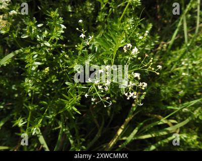 Hedge Bedstraw (Galium mollugo) Plantae Foto Stock