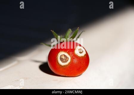 Piccolo pomodoro rosso con marciume finale fiorito su una superficie bianca Foto Stock