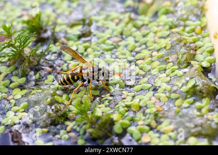 Il WASP si trova su un laghetto coperto di erba anatra in una giornata di sole Foto Stock