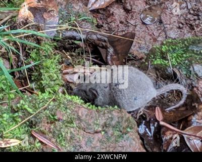 Asian House Shrew (Suncus murinus) Mammalia Foto Stock