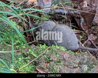 Asian House Shrew (Suncus murinus) Mammalia Foto Stock