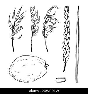 Il Sukkot ebraico pianta il set di linee bianche e nere Illustrazione Vettoriale