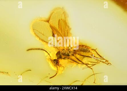 Formica alata preistorica in ambra baltica di 40 anni Foto Stock