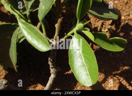 Fagioli di perle (Maerua angolensis angolensis) Plantae Foto Stock