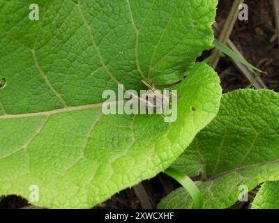 Grasshopper (Chorthippus apricarius) Insecta Foto Stock