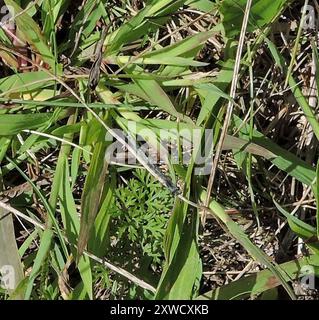 Coda orientale (Ischnura verticalis) Insecta Foto Stock