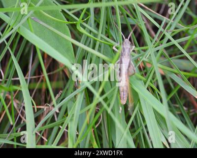 Grasshopper (Chorthippus apricarius) Insecta Foto Stock