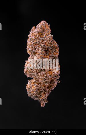 4k carta da parati Cannabis Bud. Gigantesche gemme colorate di Cannabis su sfondo nero. Foto Stock