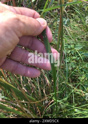 (Andropogon glomeratus) Plantae Foto Stock