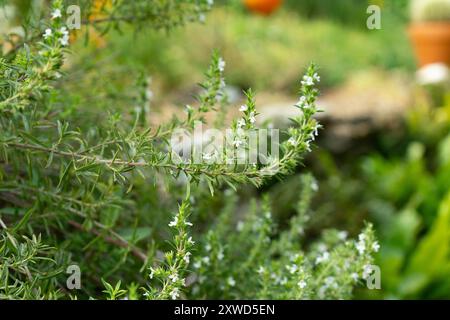 Primo piano di piante salate estive fiorite nel giardino delle erbe. Foto Stock