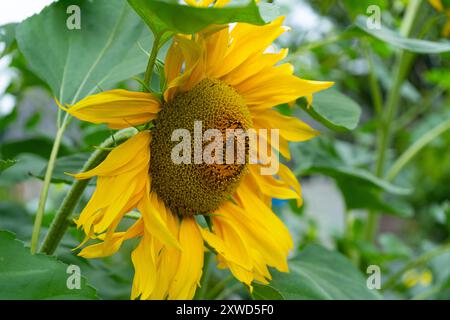 Vista laterale girasole. Foto Stock