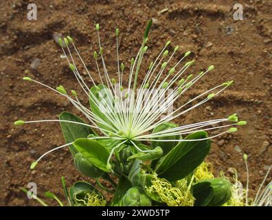 Fagioli di perle (Maerua angolensis angolensis) Plantae Foto Stock